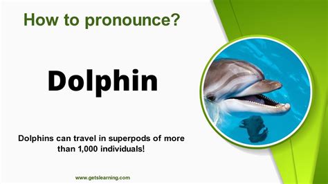 dolphin pronunciation